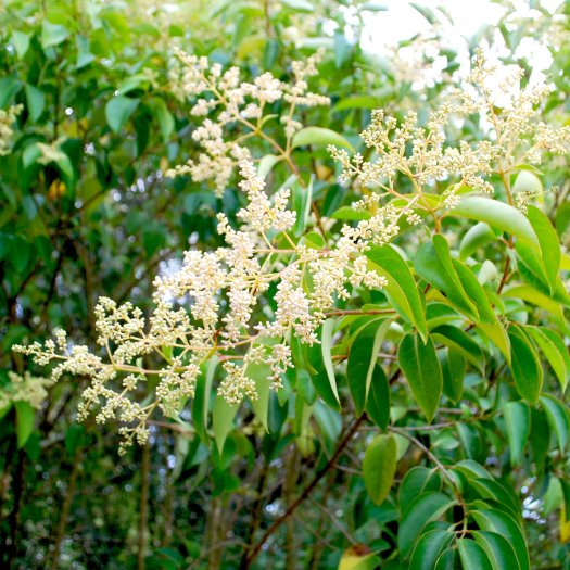 Ligustrum lucidum